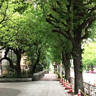東京医科歯科大横の並木道の写真
